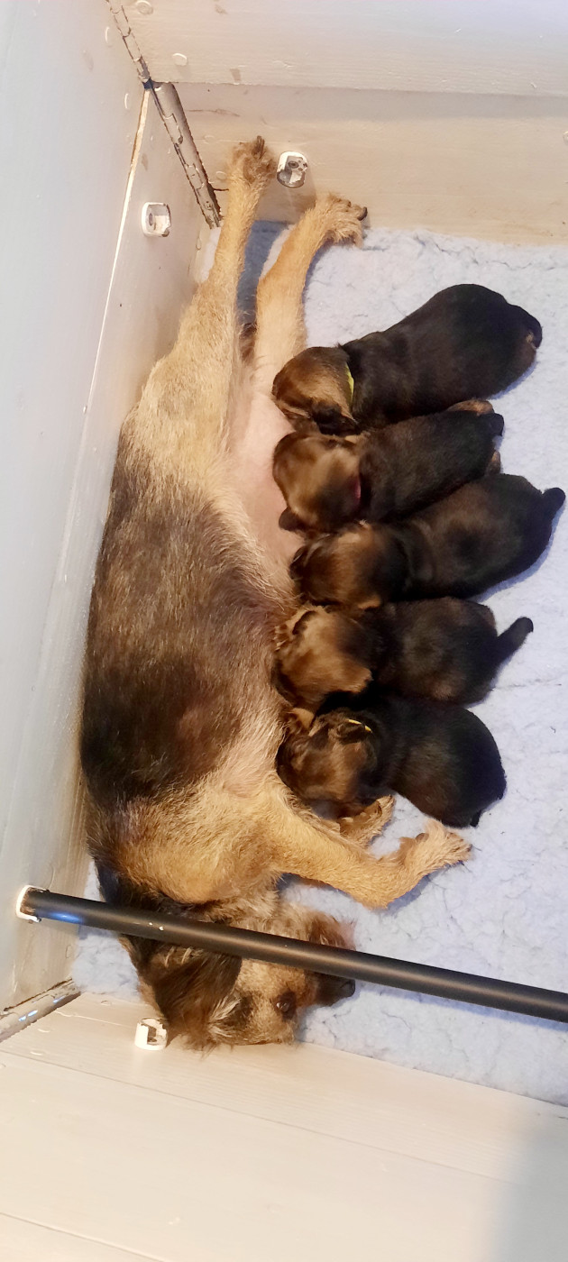 Chiot Border Terrier Des Divines Capucines