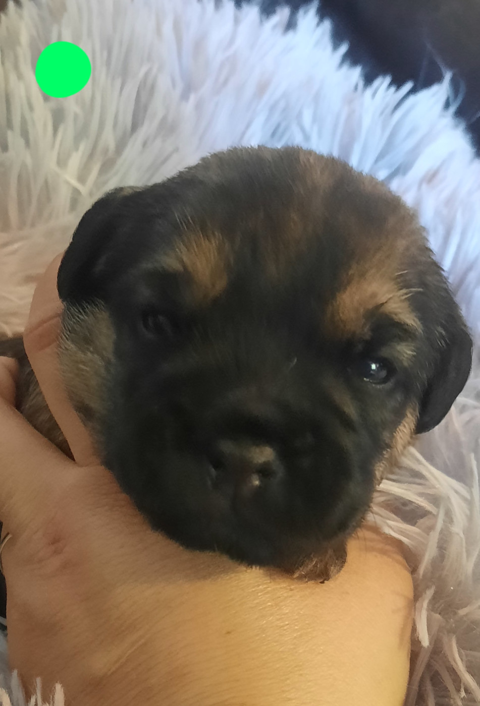 Des Divines Capucines - Chiots disponibles - Border Terrier