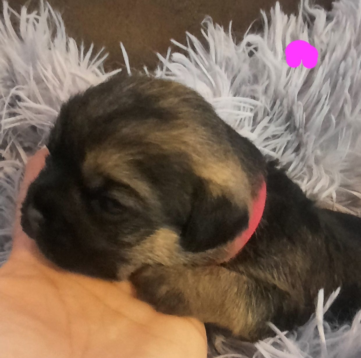 Des Divines Capucines - Chiots disponibles - Border Terrier