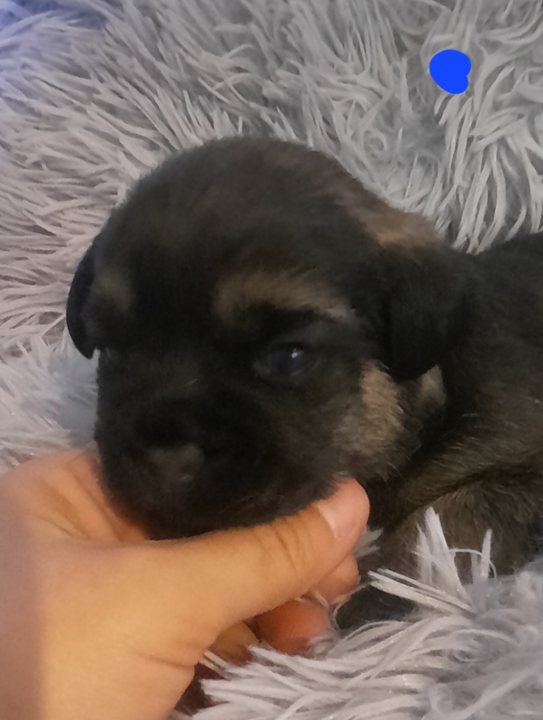 Des Divines Capucines - Chiots disponibles - Border Terrier