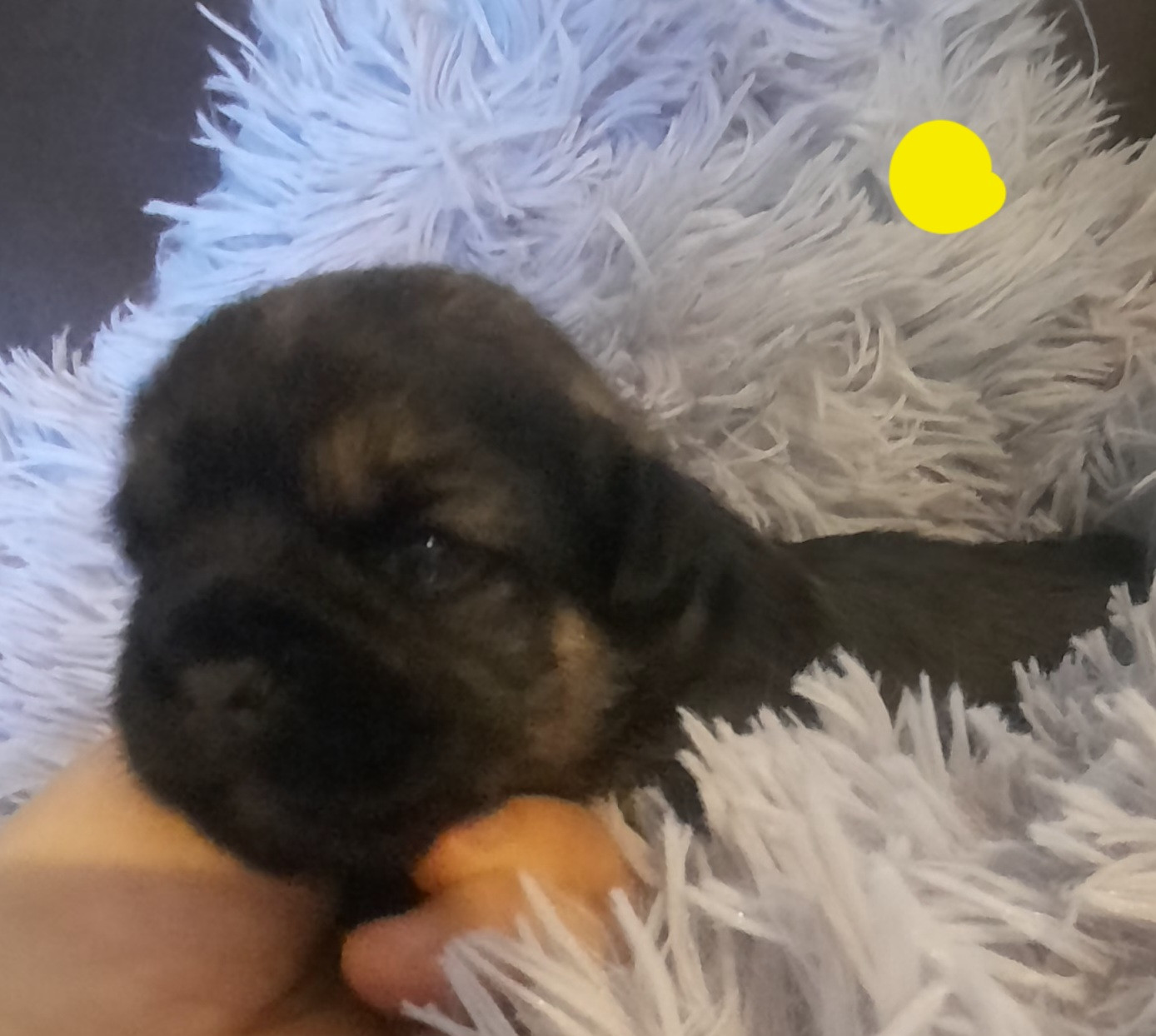 Des Divines Capucines - Chiots disponibles - Border Terrier