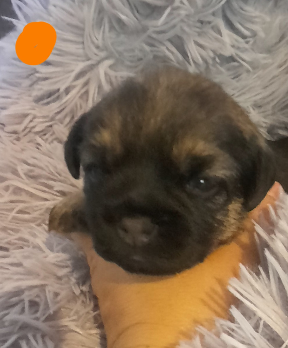 Des Divines Capucines - Chiots disponibles - Border Terrier